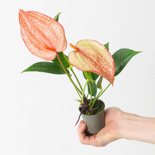 Anthurium scherzerianum hybrid 'Red Fleck' Plants GrowTropicals