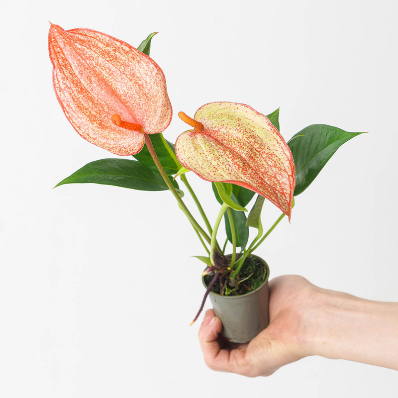 Anthurium scherzerianum hybrid 'Red Fleck' Plants GrowTropicals