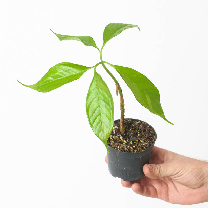 Amorphophallus titanum Plants GrowTropicals