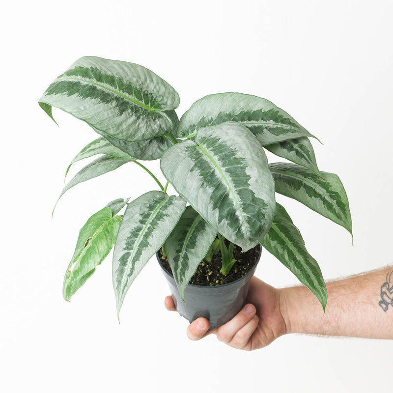 Schismatoglottis 'Silver Indukan' Plants GrowTropicals