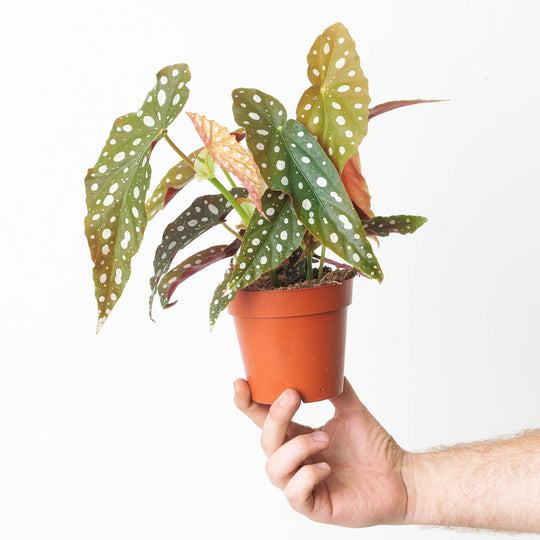 Begonia maculata 'Polka Dot' 12cm Plants GrowTropicals