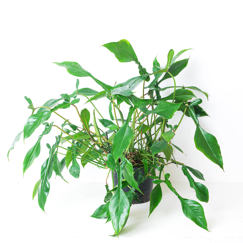 Philodendron joepii XL Plants GrowTropicals