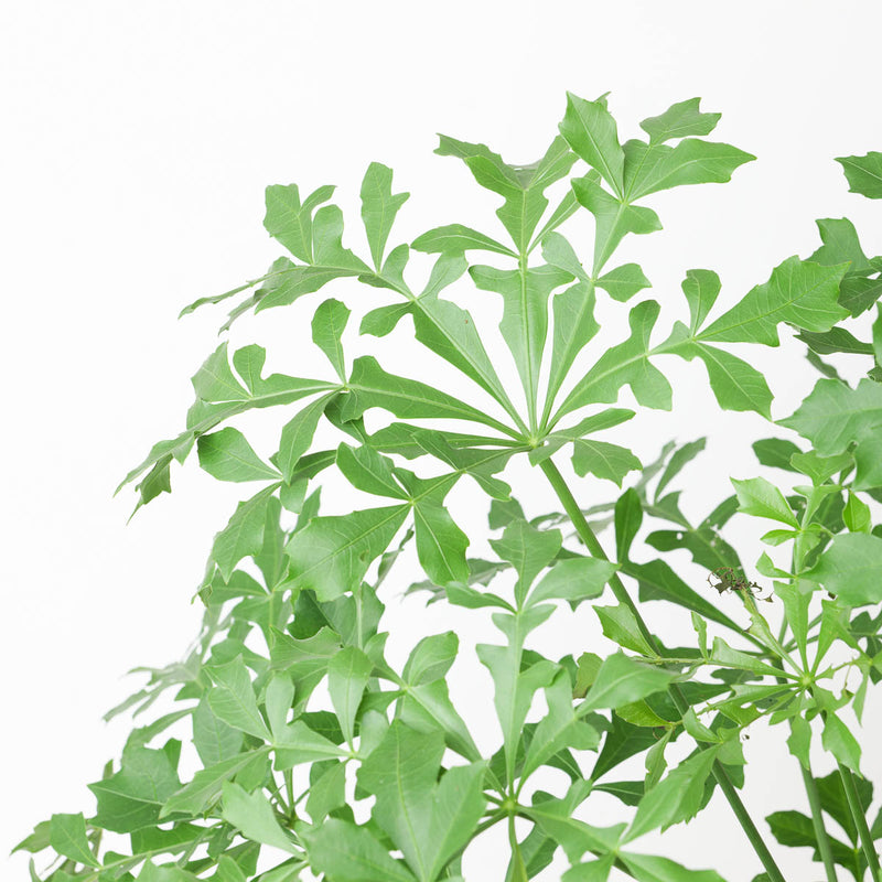 Cussonia spicata Plants - Outdoor GrowTropicals