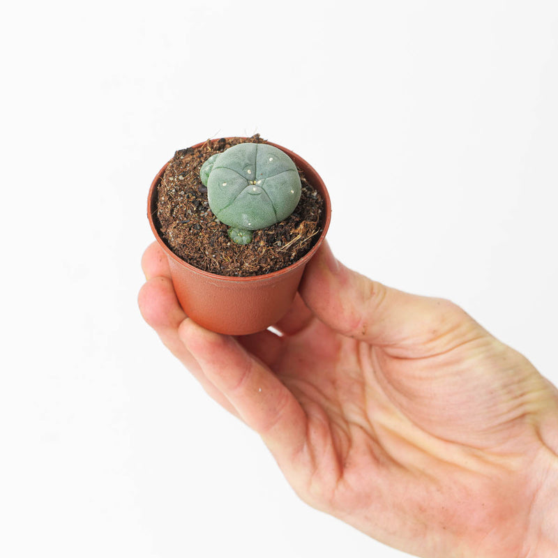 Lophophora williamsii | Peyote Cactus — 5.5cm