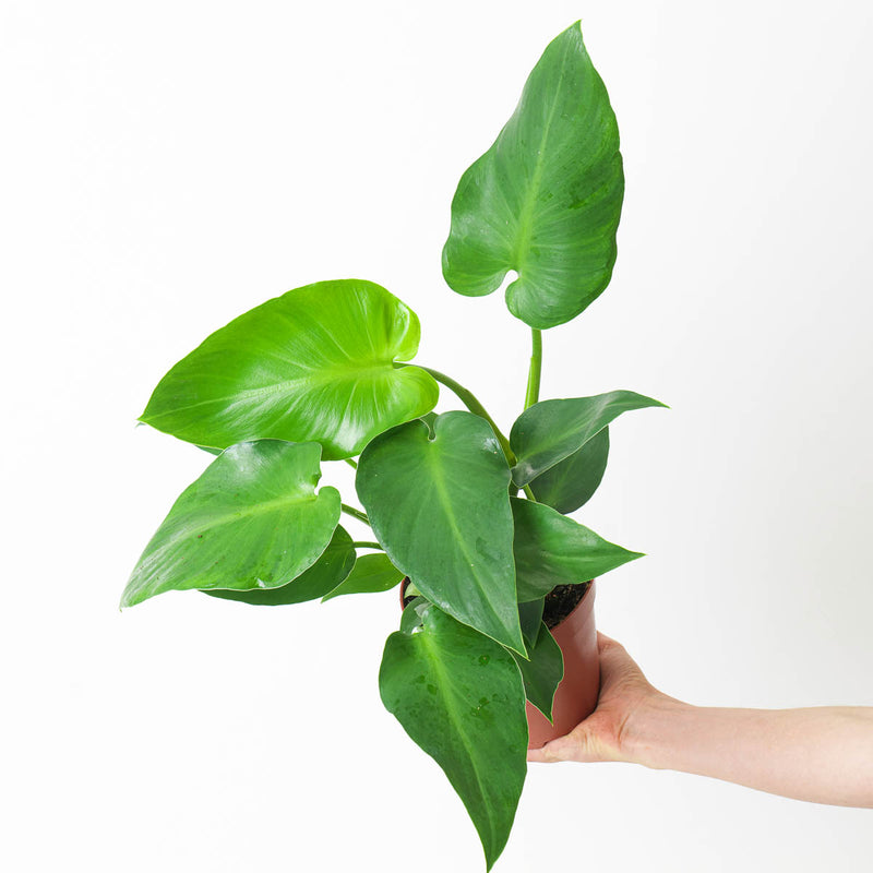 Philodendron 'Rugosum' 15cm Plants GrowTropicals
