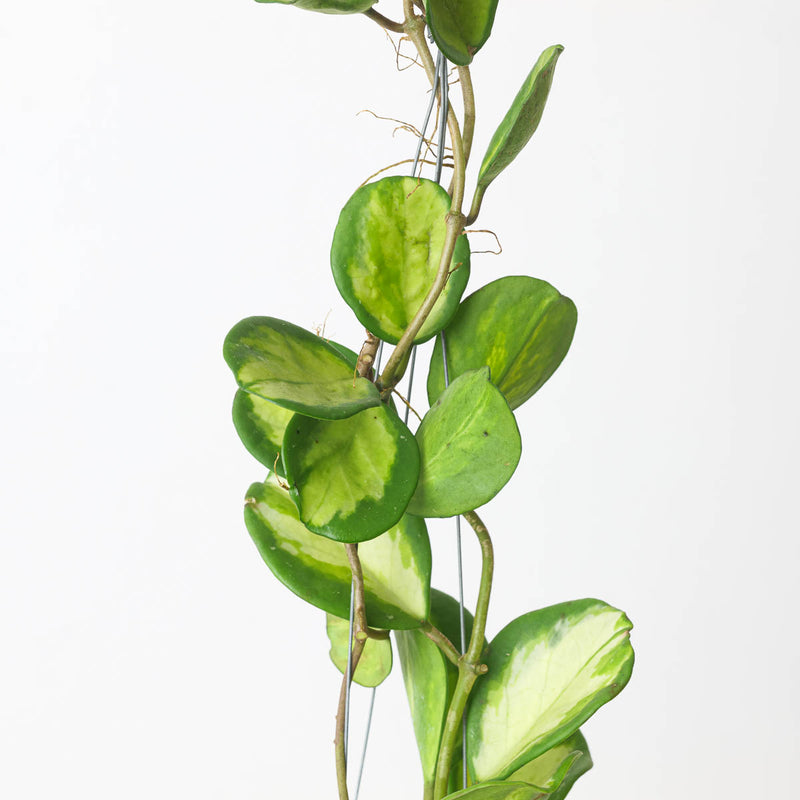 Hoya kerrii Inner Variegated — 10.5cm