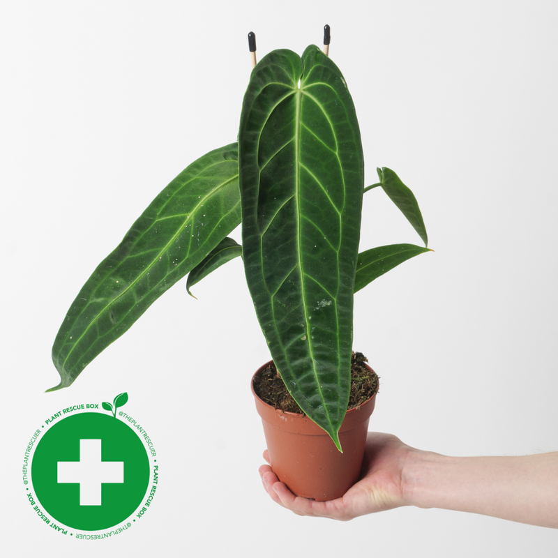 Rescue Anthurium warocqueanum 12cm Rescue Plants GrowTropicals