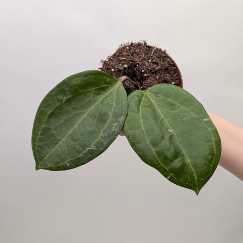 Hoya 'Sarawak Cream' 10.5cm Plants GrowTropicals