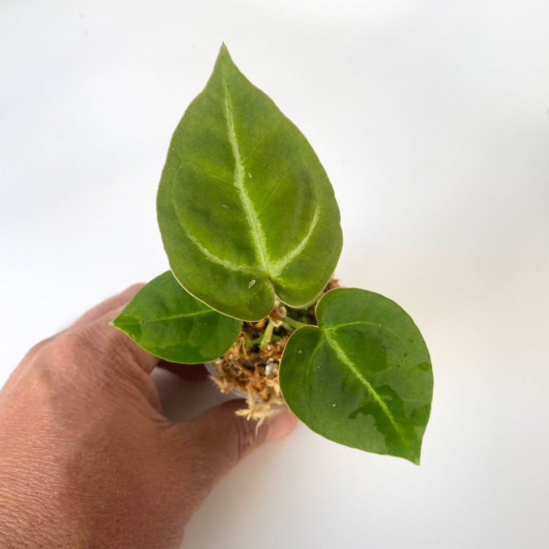 Anthurium 'Dark Mama' (Indo Form) 6cm Seedling Plants GrowTropicals