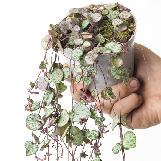 Ceropegia woodii 'Silver Glory' 10cm Plants GrowTropicals