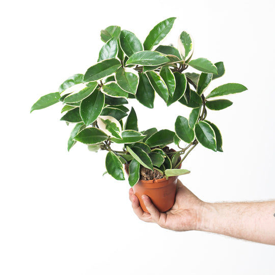 Hoya 'Suzie Q' Plants GrowTropicals
