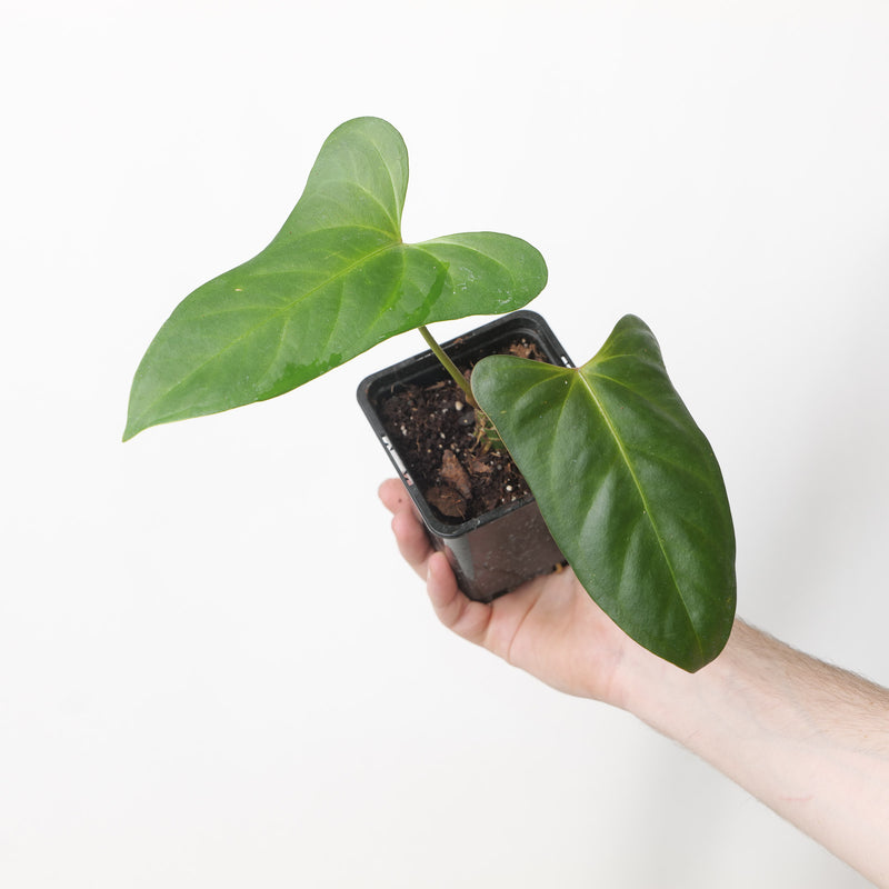 Anthurium 'Blacksweet' × portillae