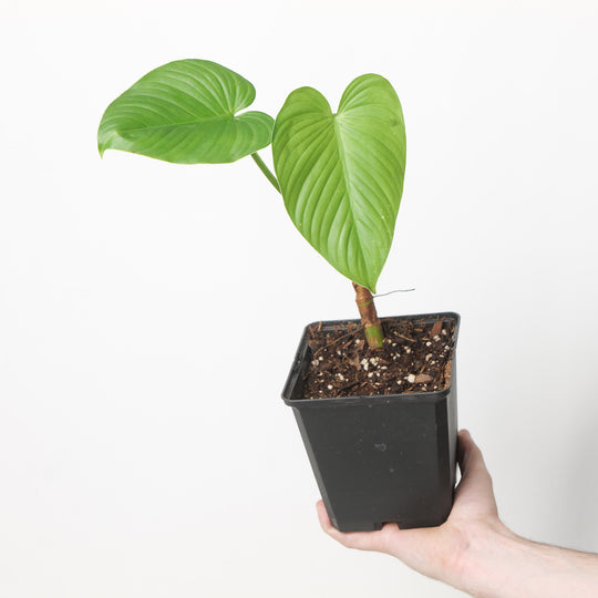 Philodendron cf. pastazanum 'Climbing form' 15cm Plants GrowTropicals