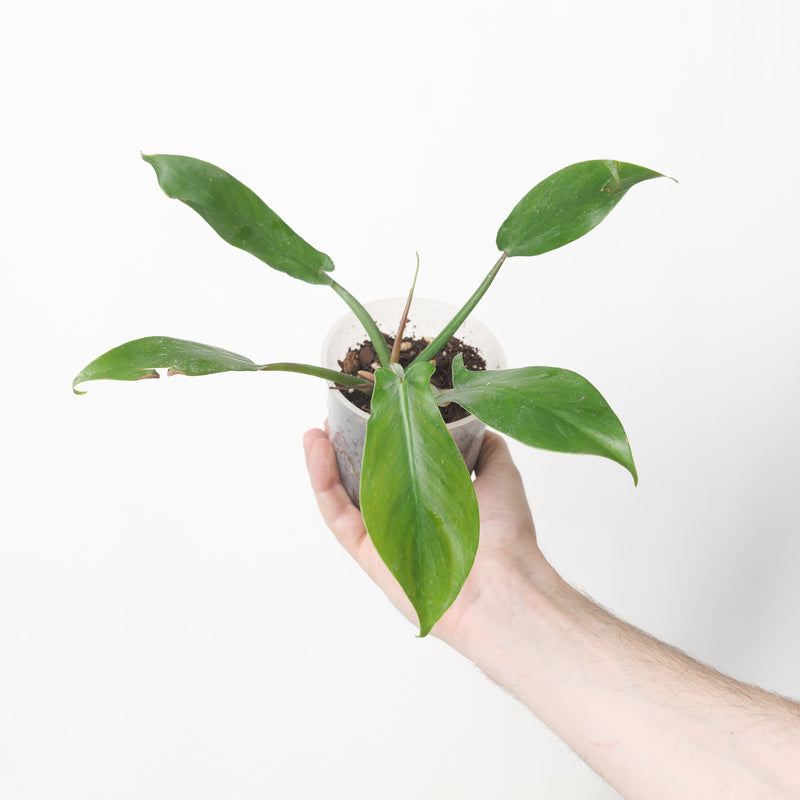 Philodendron barrosoanum — 9cm