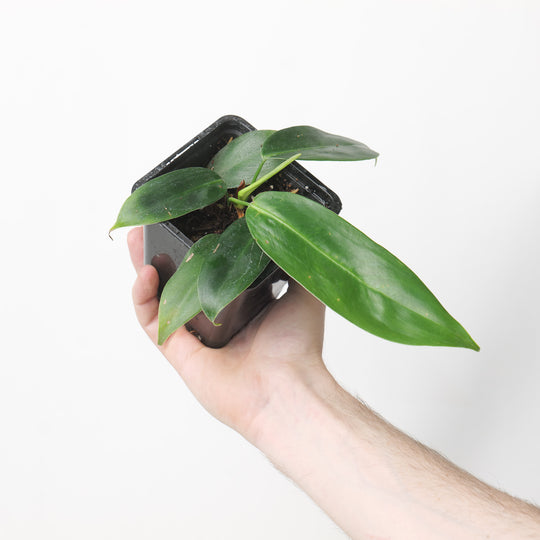 Philodendron scherberichii x patriciae 9cm Plants GrowTropicals