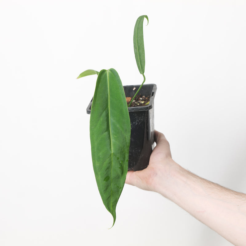 Anthurium warocqueanum x panamense — 12cm