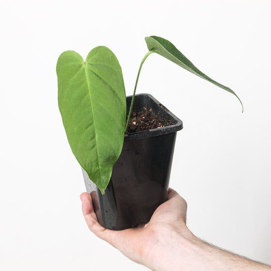 Anthurium insigne var panguiensii 12cm Plants GrowTropicals