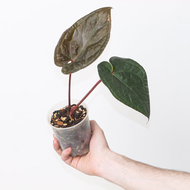 Anthurium (Michelle x Michelle) x Luxurians Plants GrowTropicals