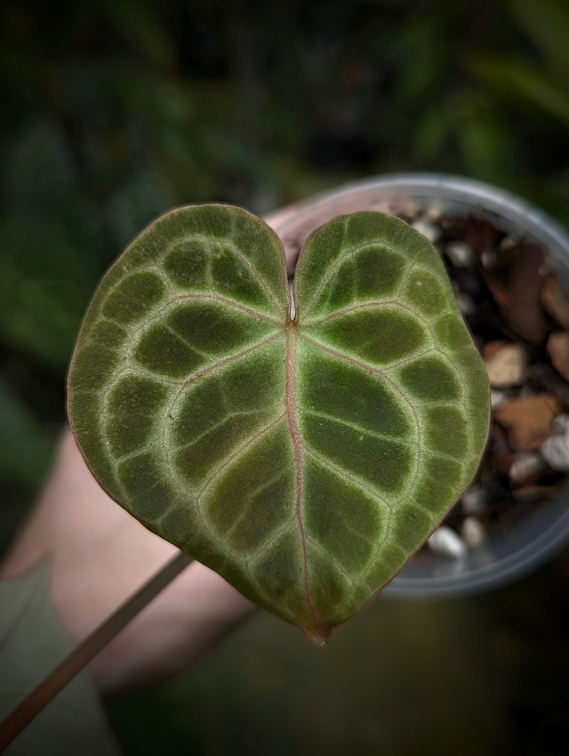 Anthurium clarinervium hybrid 'Crystal Veins' Plants GrowTropicals