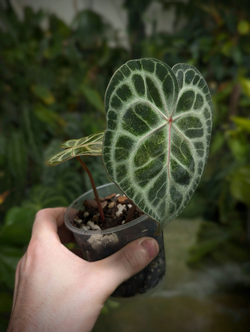 Anthurium clarinervium hybrid 'Crystal Veins' Plants GrowTropicals