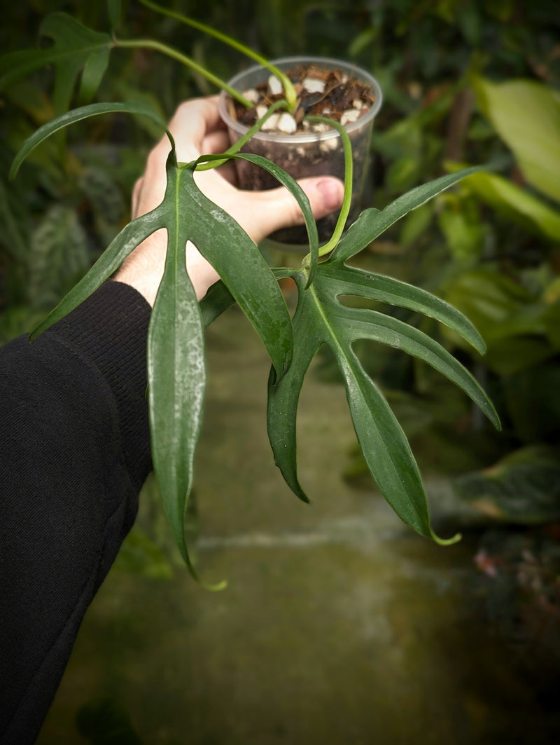 Philodendron pedatum 'Fine Fingers' Plants GrowTropicals