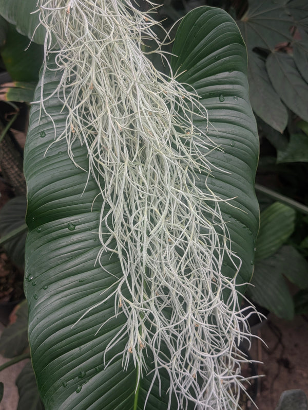 Tillandsia Usenoides Plants GrowTropicals
