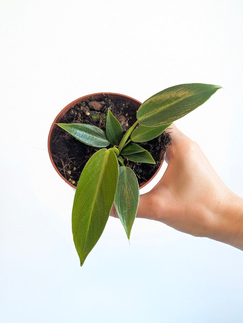 Philodendron spiritus sancti (TC Clone) — 10.5cm