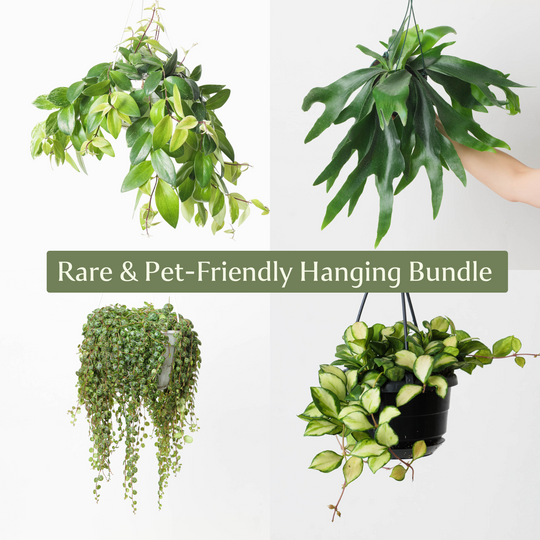 Rare & Pet-Friendly Hanging Bundle Plant Bundle GrowTropicals