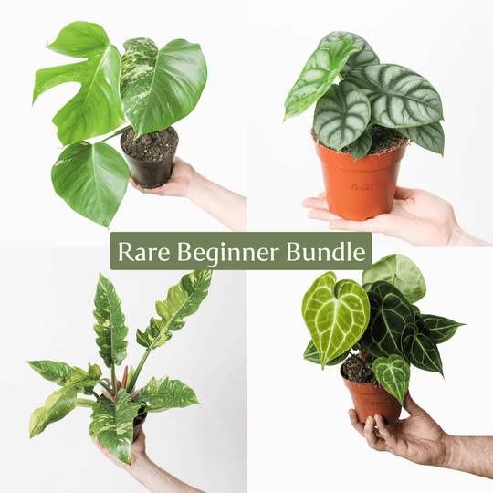 Rare Beginner's Bundle Plant Bundle GrowTropicals