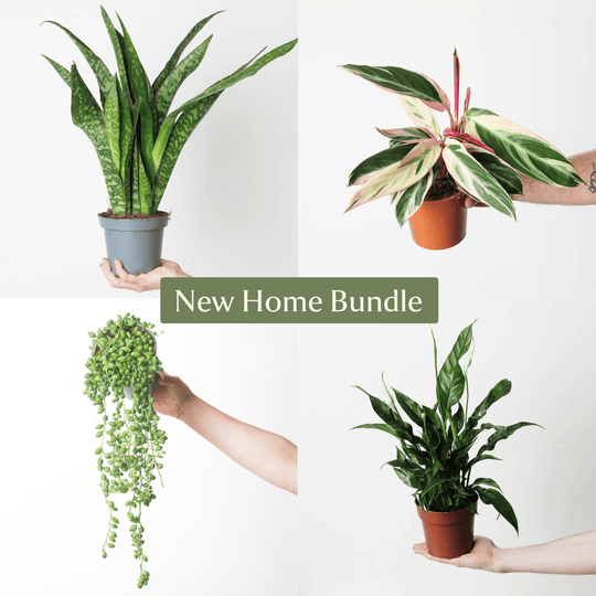 New Home Bundle Plant Bundle GrowTropicals