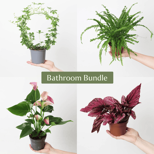Bathroom Bundle Plant Bundle GrowTropicals