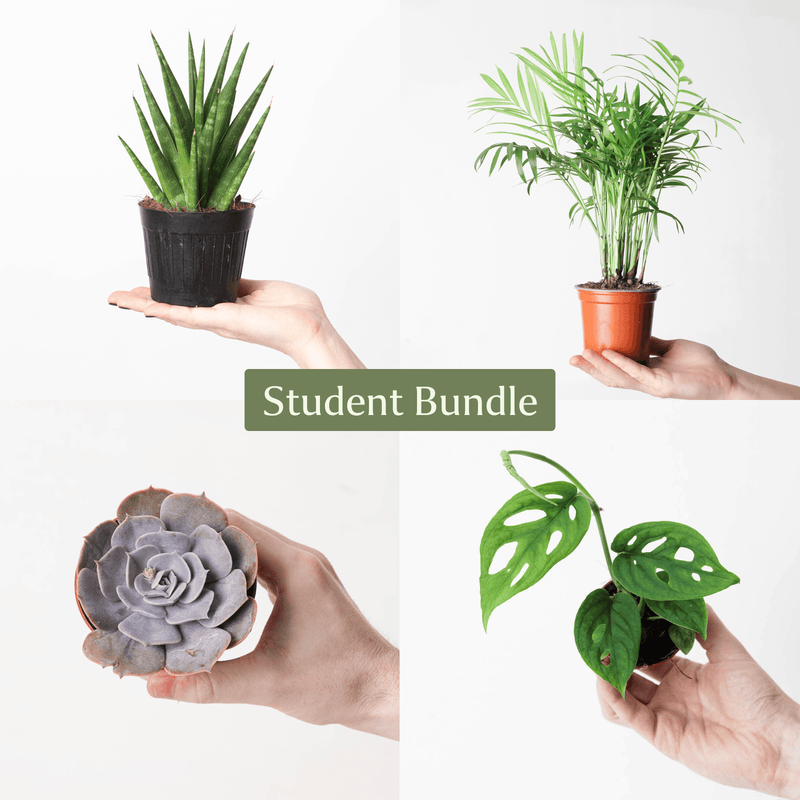 Student Bundle Plant Bundle GrowTropicals
