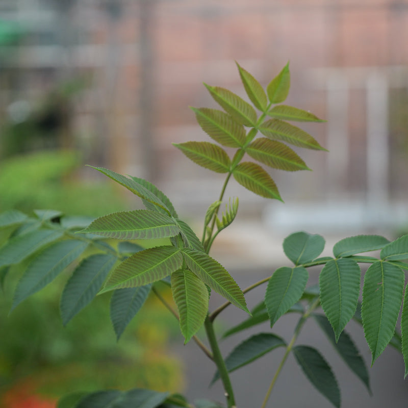 Rhus chinensis Plants - Outdoor GROW TROPICALS