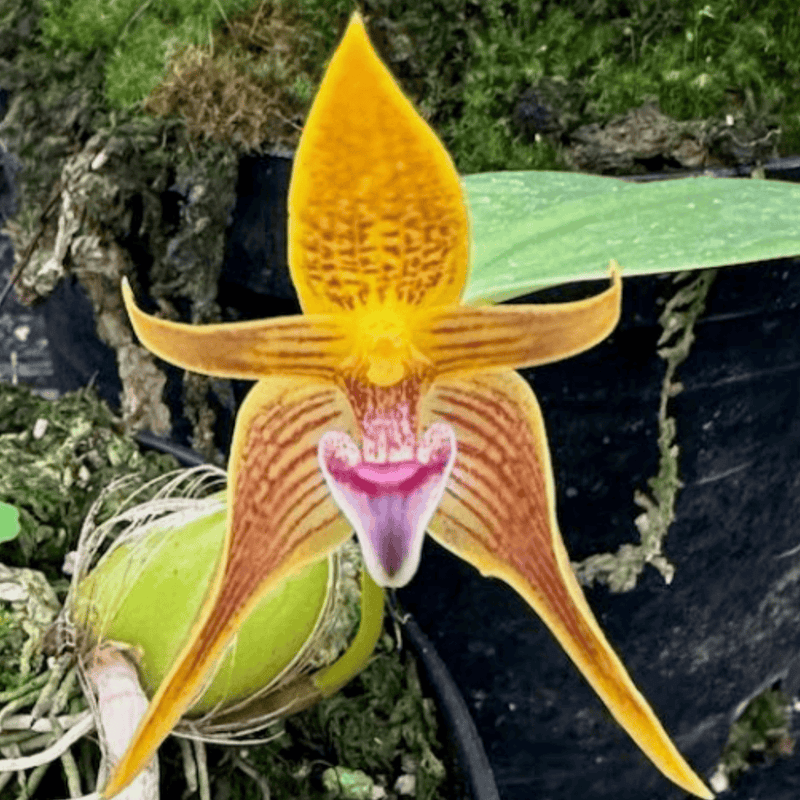Bulbophyllum smitinandii Plants Growtropicals