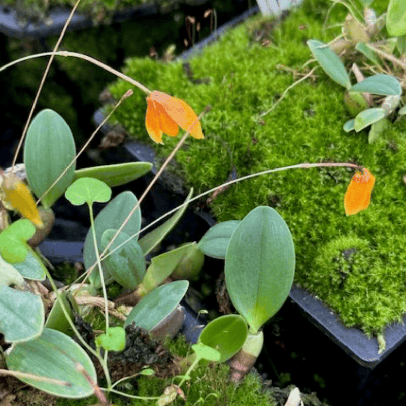 Bulbophyllum pardolatum — 6cm (Minimum 3 Bulbs)