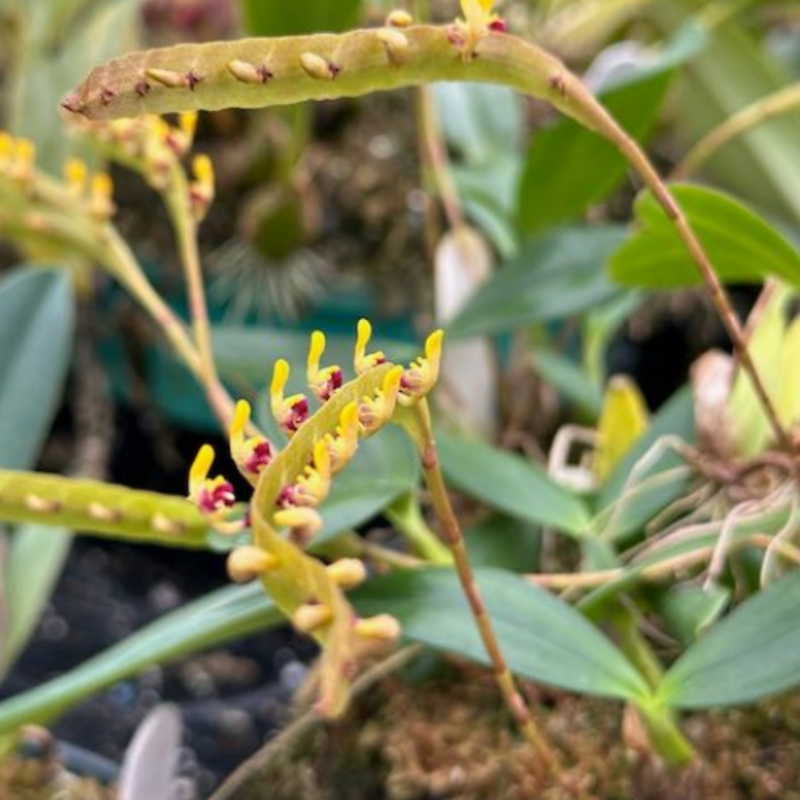 Bulbophyllum falcatum 'Green Form' — 9cm