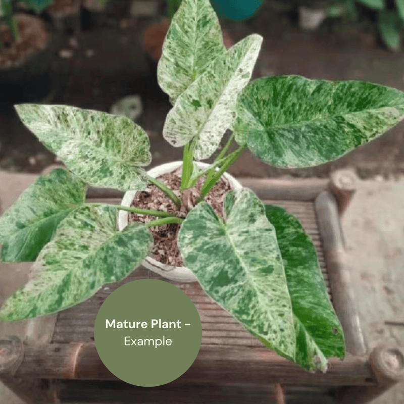 Philodendron Giganteum Blizzard (TC Plantlet) - Preorder — TC Plant