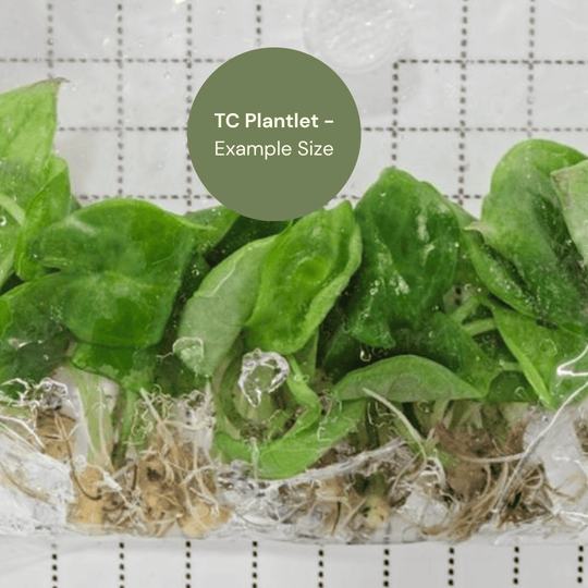 Alocasia sp. Berau (TC Plantlet) - Preorder Plants GrowTropicals