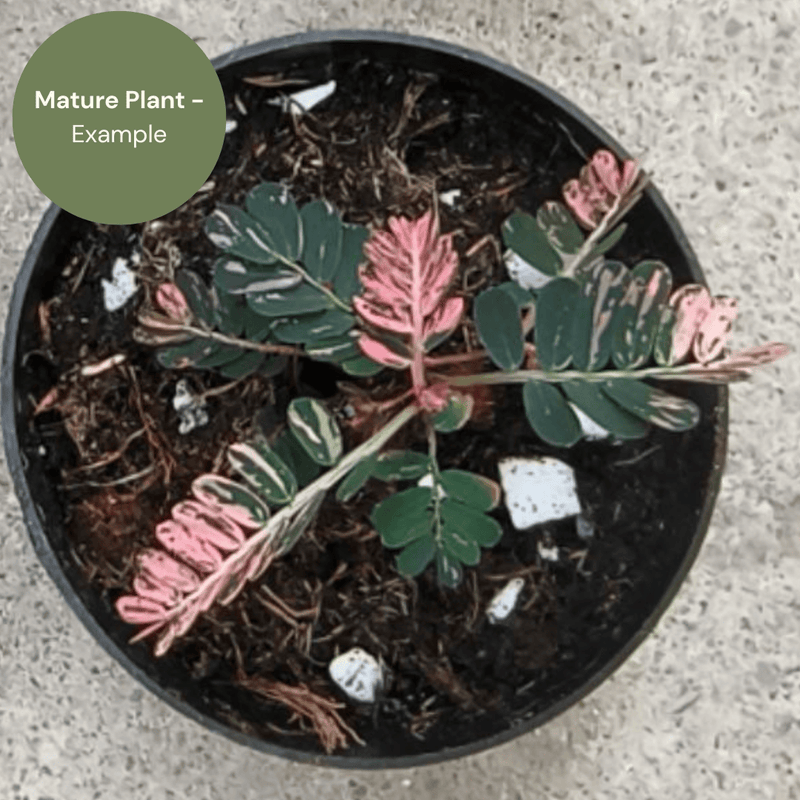 Phyllanthus urinaria Pink (TC Plantlet) - Preorder — TC Plant