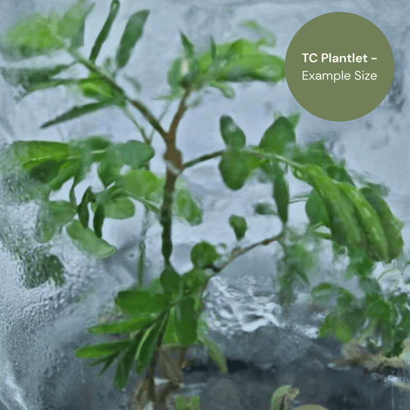 Phyllanthus urinaria Pink (TC Plantlet) - Preorder Plants GrowTropicals