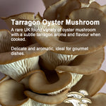 Mushroom Growing Gift Box CaleyBros