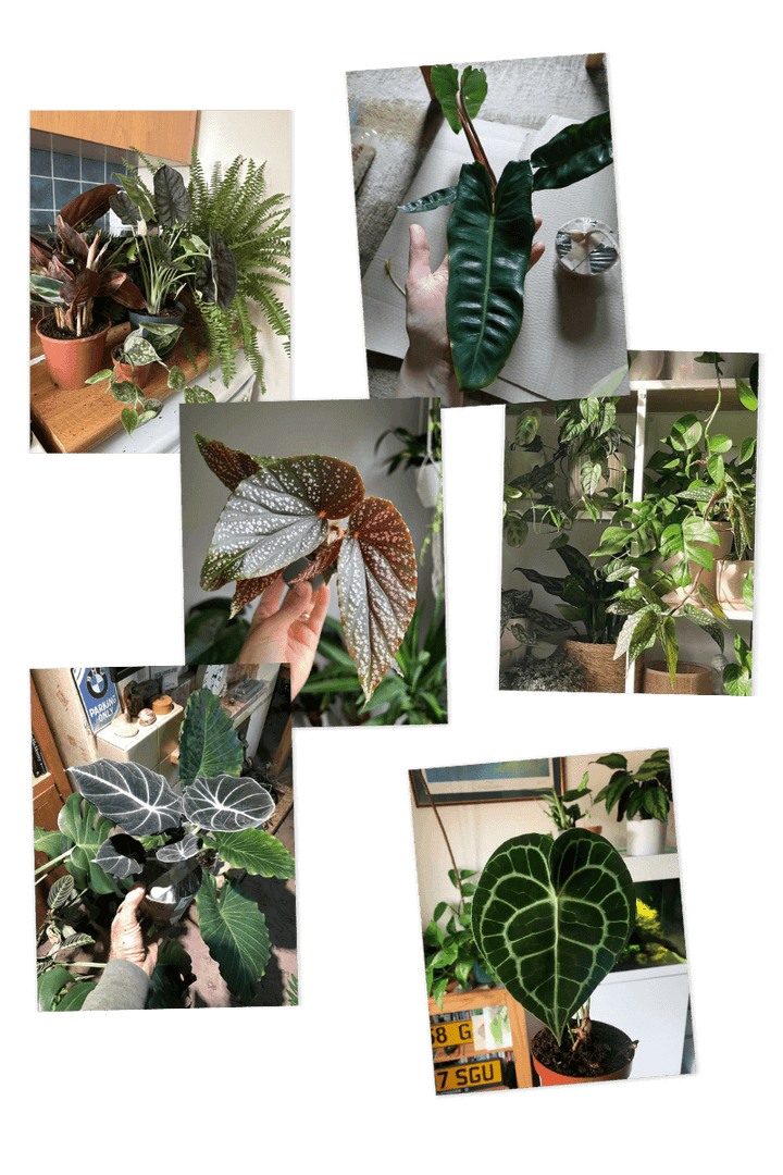 Give the gift of green