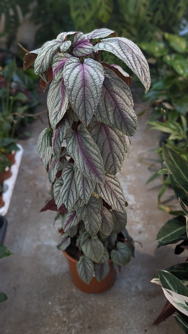 Cissus discolor 'Floramagic Violet' Plants GrowTropicals