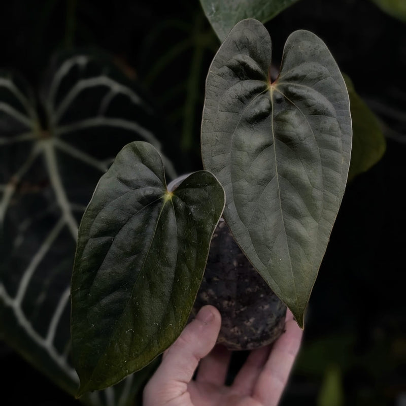 Anthurium papillilaminum RA #5 x luxurians Plants GrowTropicals