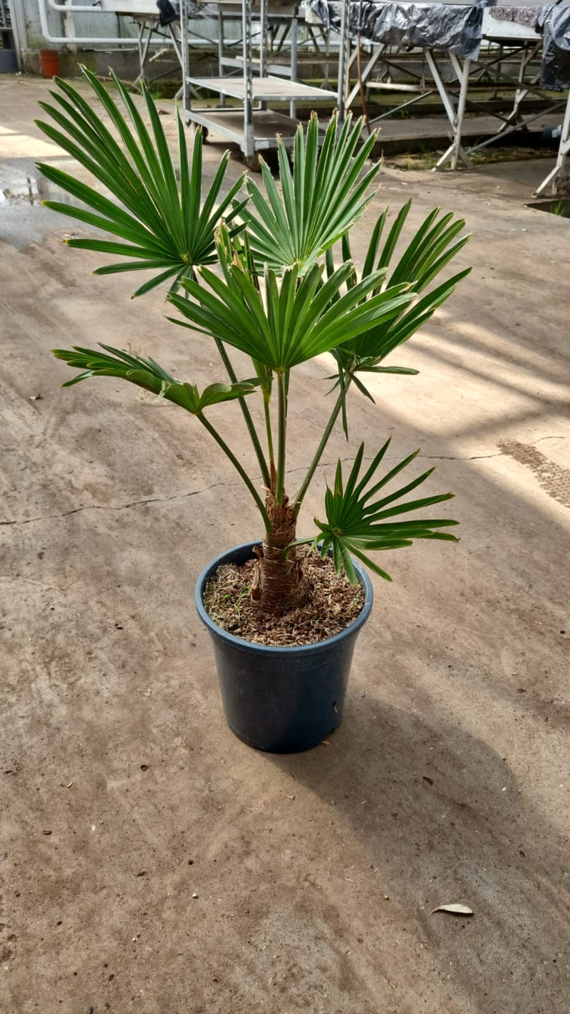 Trachycarpus wagnerianus — 21cm / 4L