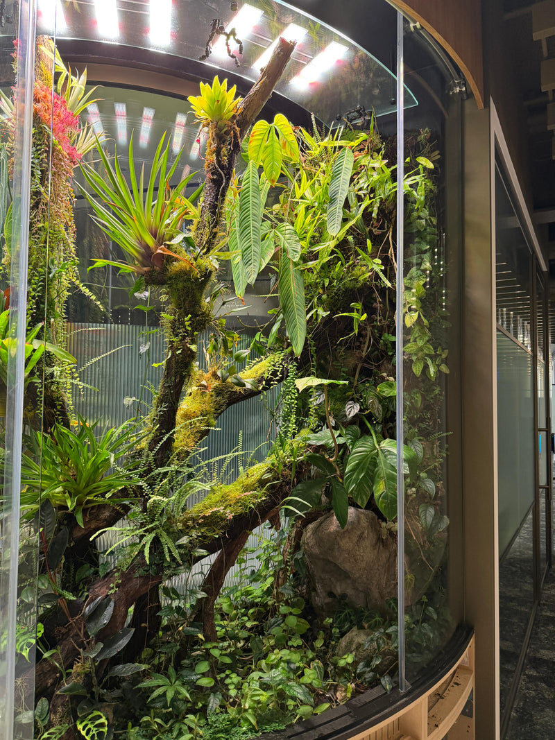Custom terrarium and houseplant installations