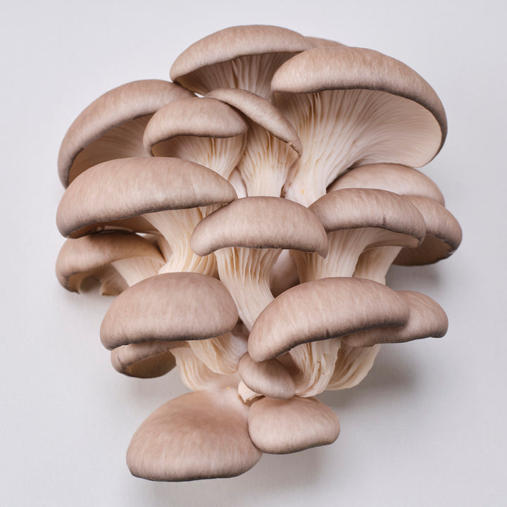 YME x Growtropicals Grey Oyster Mushroom Kits - GROW TROPICALS