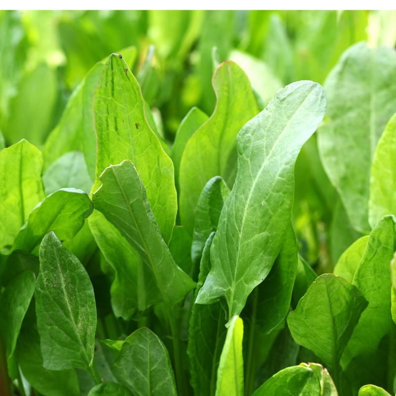 Sorrel 'Large de Belleville' Seeds Seeds Piccolo Seeds