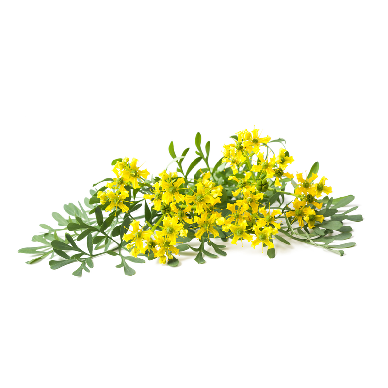 Rue Seeds — Default Title