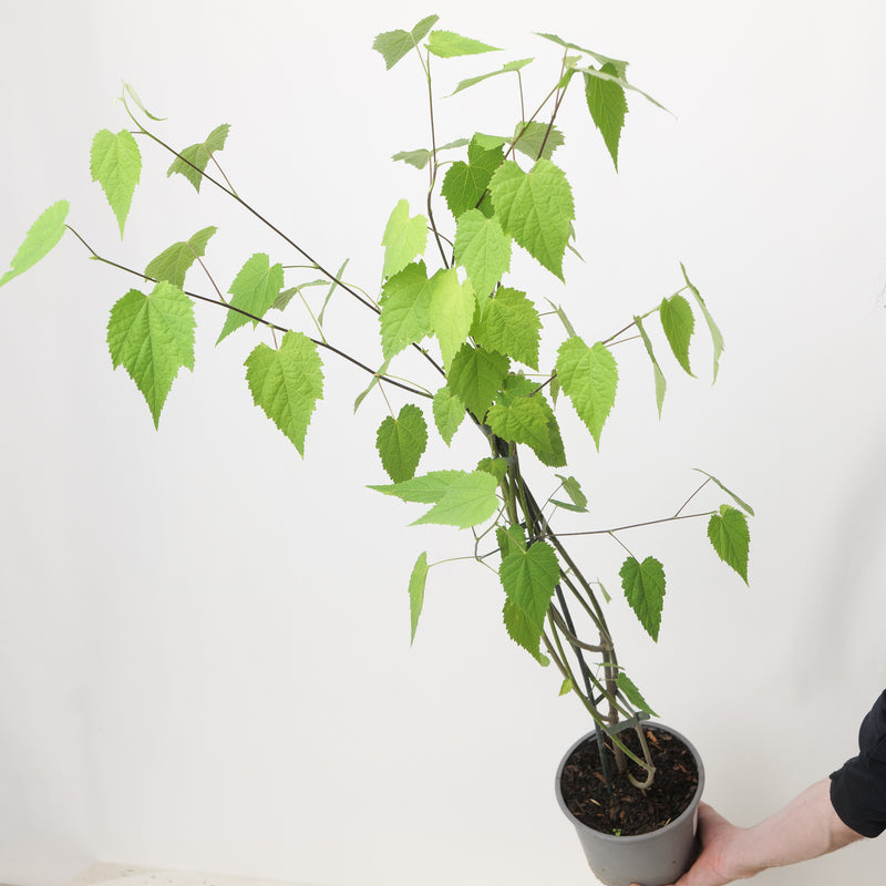 Abutilon 'Patrick Synge' 17cm / 2L Plants - Outdoor GROW TROPICALS
